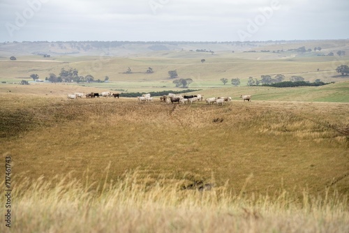 cows and calfs grazing on dry tall grass on a hill in summer in australia. beautiful fat herd of cattle on an agricultural farm in an australian meat industry © William