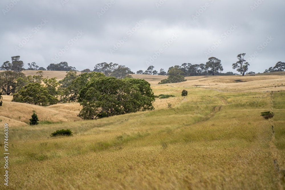 laneway on a livestock farm in a gateway on a agriculure farm in austrlian in a dry summer