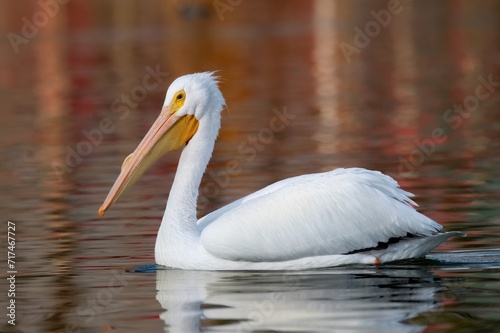 White pelican up close swimming peacefully on a lake with a breeding state bump on the bill