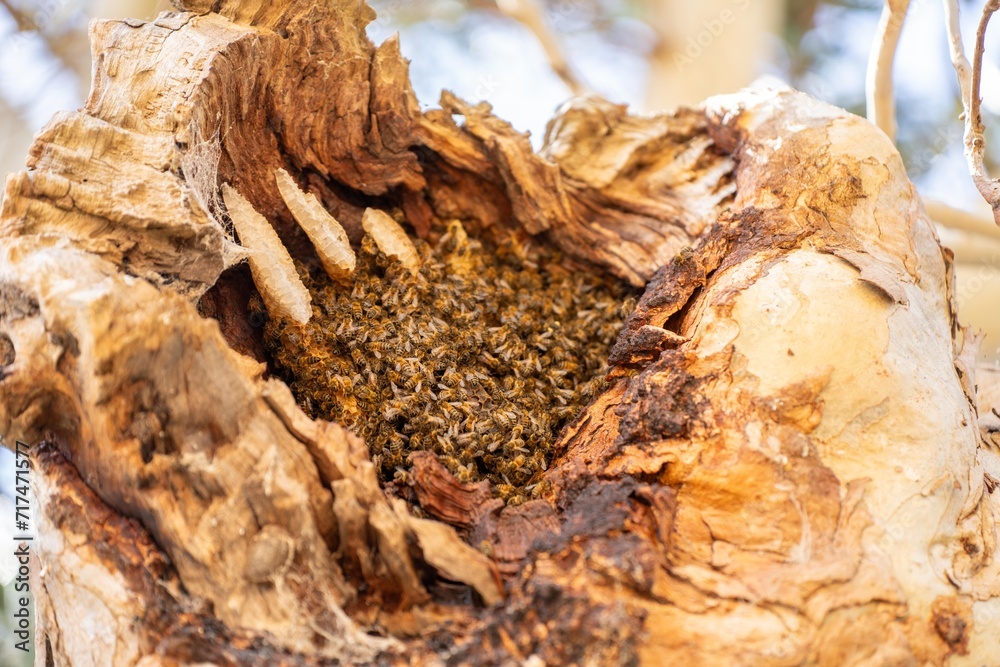 bee hive in a red gum tree hollow on a farm in australia. native bee hive in summer