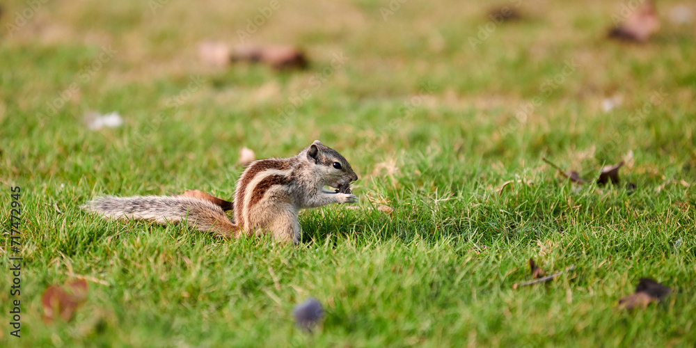 Charming little chipmunk sitting on green grass lawn and eats nuts, fluffy tailed tiny park dweller with small paws symbolizes simple joys and abundance of wild nature Charming little chipmunk sitting on green grass lawn and eats nuts, fluffy tailed tiny park dweller with small paws symbolizes simple joys and abundance of wild nature