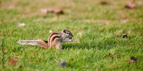 Charming little chipmunk sitting on green grass lawn and eats nuts, fluffy tailed tiny park dweller with small paws symbolizes simple joys and abundance of wild nature