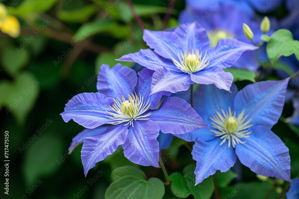 Beautiful blue and big flowers of clematis. Beautiful blue and big flowers of clematis.