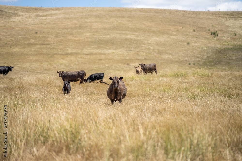 cows and calfs grazing on dry tall grass on a hill in summer in australia. beautiful fat herd of cattle on an agricultural farm in an australian meat industry
