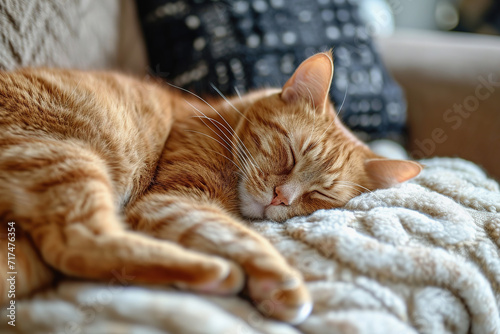 Young ginger cat sleeping on cozy couch in living room © lermont51