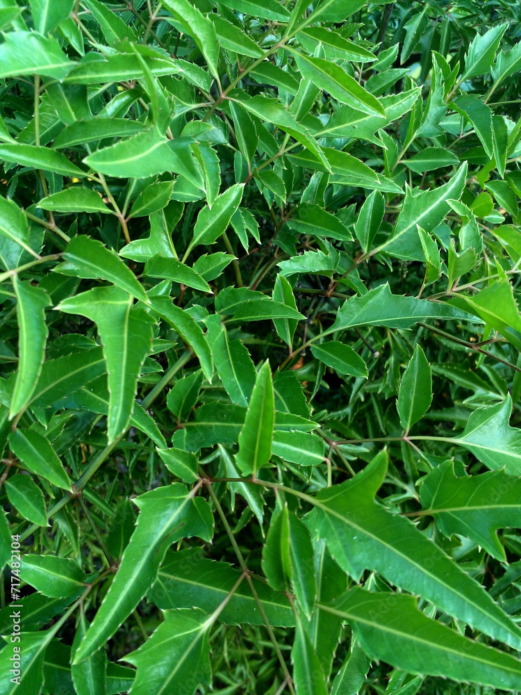 Obraz premium green leaves background
