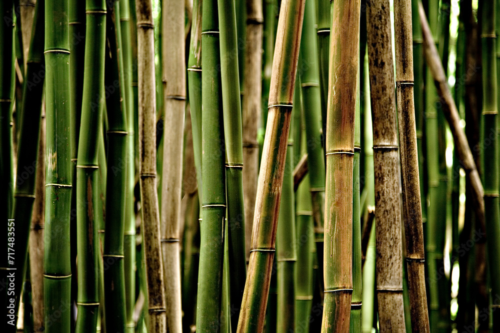 Fototapeta premium Bamboo Forest - Maui