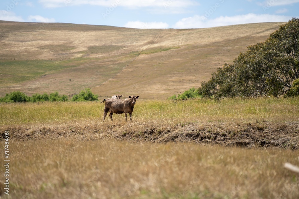 holistic farming on a sustainable agricultural farm growing beef cattle on a farm in australia holistic farming on a sustainable agricultural farm growing beef cattle on a farm in australia