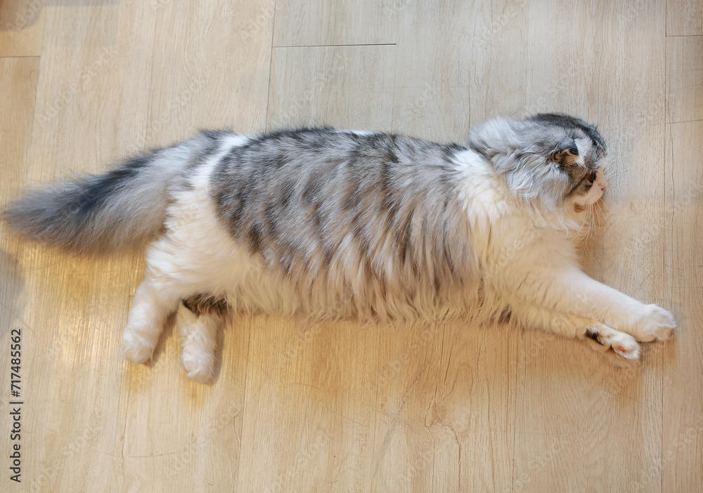 Portrait of cute Persian Scottish fold cat lying on wood floor in house.