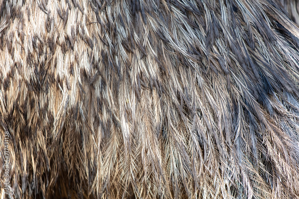 Fototapeta premium Ostrich feathers as an abstract background. Texture