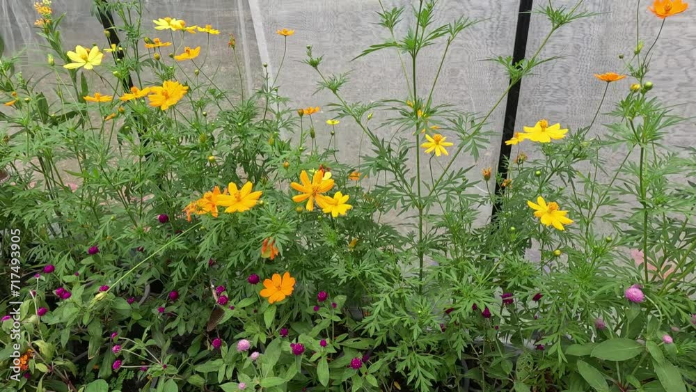 Blooming Garden Through Time
