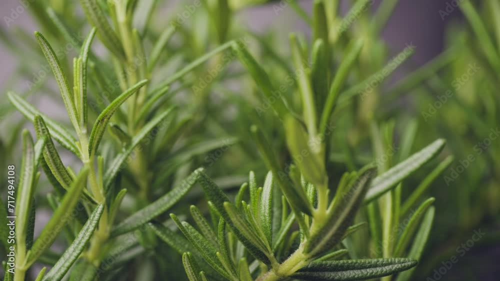 Rotating and close up shots of green fresh Rosemary, Rosemary is a versatile herb with numerous medicinal and culinary benefits. Rotating and close up shots of green fresh Rosemary, Rosemary is a versatile herb with numerous medicinal and culinary benefits.