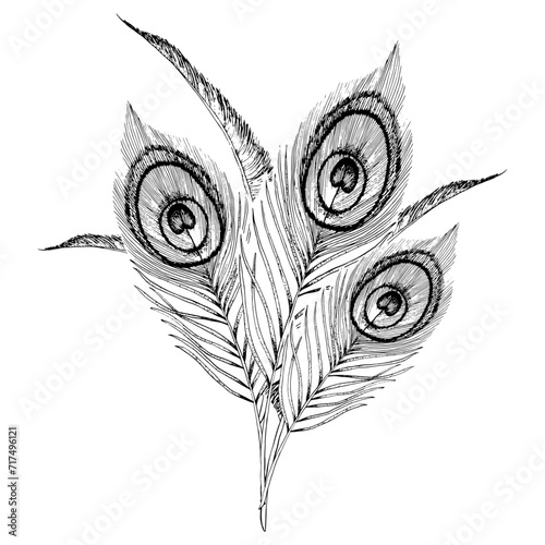 Vector peacock feathers bouquet hand drawn graphic black and white illustration