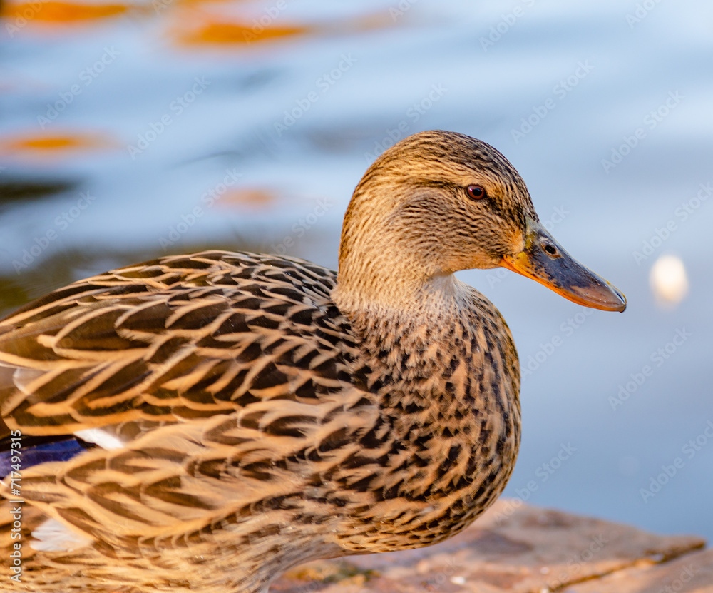 Mallard Ducks, Sunset, California, Closeup Photo, Fine Detail, Waterfowl