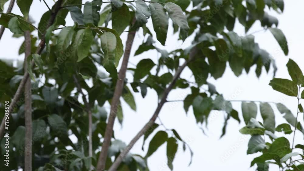 Hornbill's Flight from Tree Branch Hornbill's Flight from Tree Branch