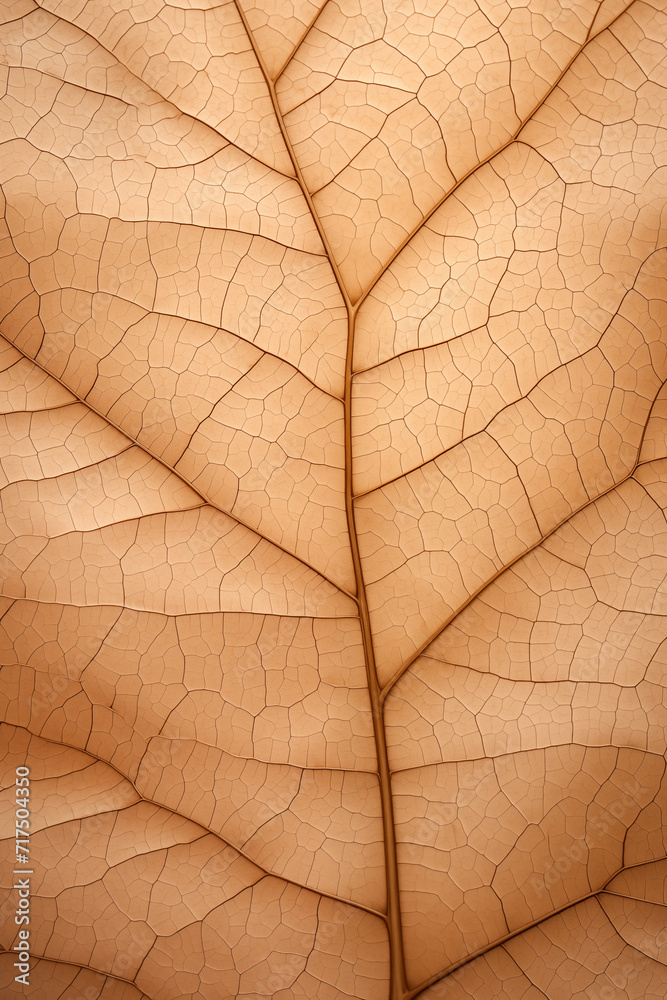Obraz premium leaf background, leaf surface, leaf texture, leaf material, sleaf floor
