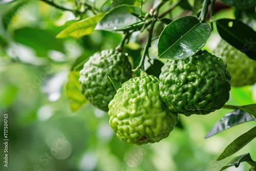 Green bergamot fruit hanging from a branch garden and food concept group of bergamot close up