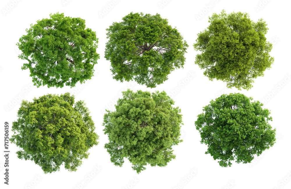 tree top view isolated transparency background. - obrazy, fototapety, plakaty 