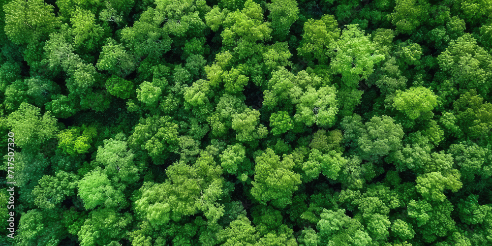 green forest lanscape, Aerial top view of mangrove forest. Drone view of dense green mangrove trees captures CO2. Green trees background for carbon neutrality and net zero emissions concept. 