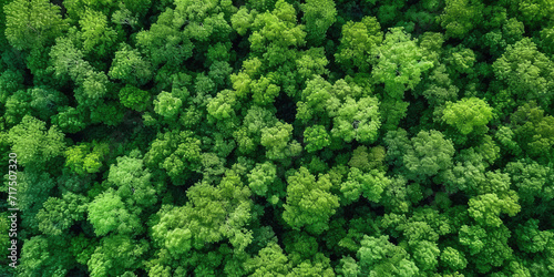 green forest lanscape, Aerial top view of mangrove forest. Drone view of dense green mangrove trees captures CO2. Green trees background for carbon neutrality and net zero emissions concept.  © Nice Seven