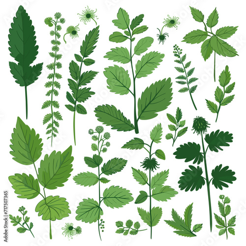 Set of Nettles hand drawing isolated vector illustration  spring collections