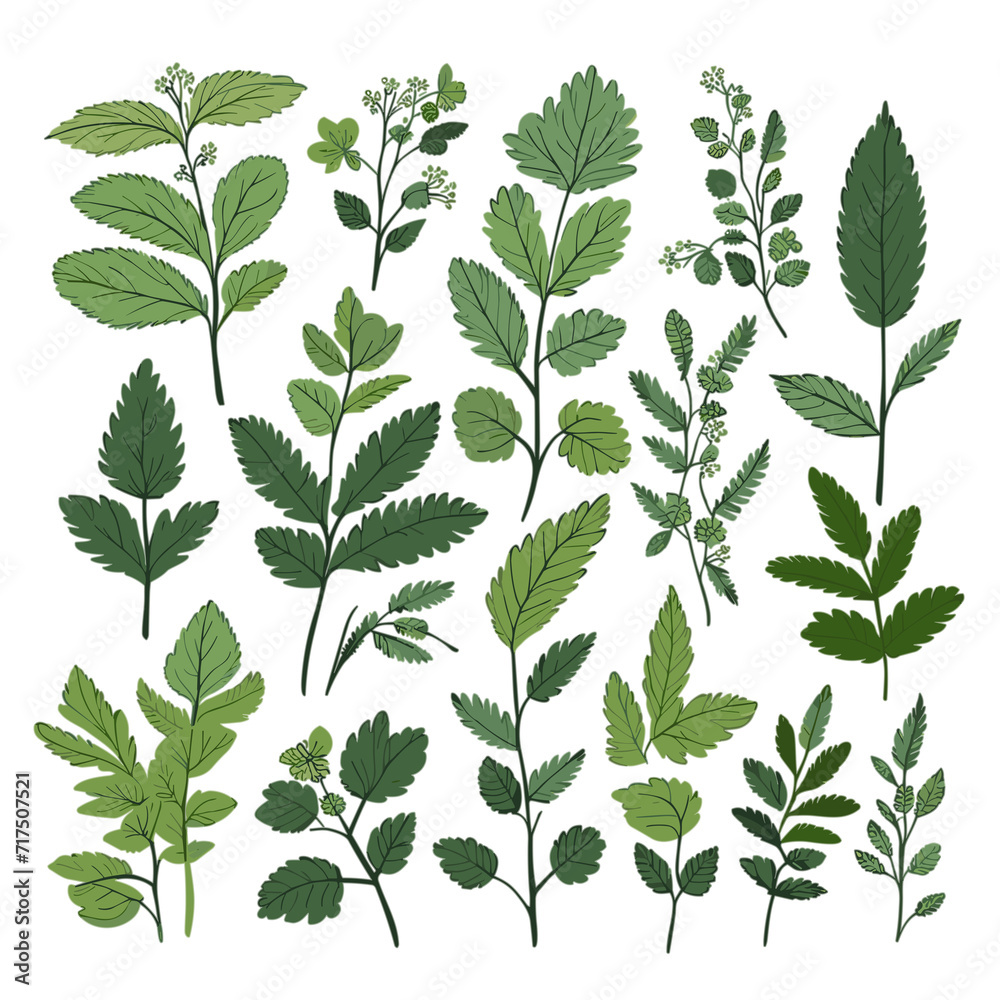 Set of Nettles hand drawing isolated vector illustration, spring collections Set of Nettles hand drawing isolated vector illustration, spring collections