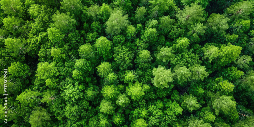 green forest lanscape, Aerial top view of mangrove forest. Drone view of dense green mangrove trees captures CO2. Green trees background for carbon neutrality and net zero emissions concept. 