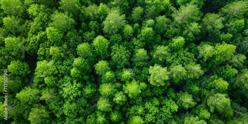 green forest lanscape  Aerial top view of mangrove forest. Drone view of dense green mangrove trees captures CO2. Green trees background for carbon neutrality and net zero emissions concept. 
