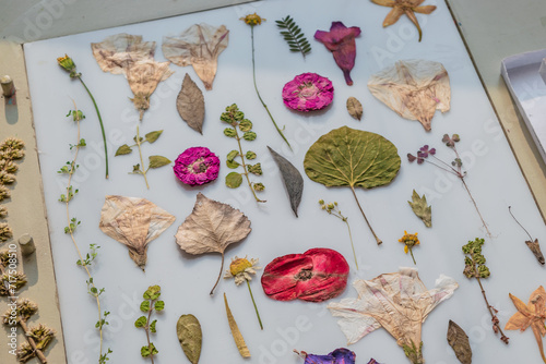 Quadro em tela Beautiful pressed flowers on light table