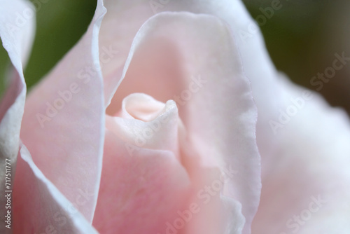 明るく自然な容姿のホワイト・ピンク色のバラの花アップ（自然光＆ストロボ・マクロレンズ接写）