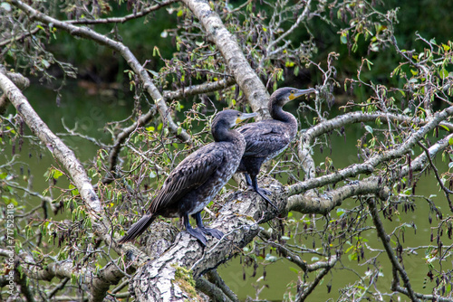 cormorants on the tree