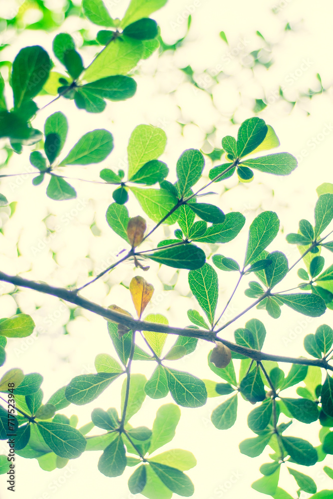 Flowers and leaves against the sun will be more beautiful, all magical from the rays of sunlight spreading across the forest Flowers and leaves against the sun will be more beautiful, all magical from the rays of sunlight spreading across the forest