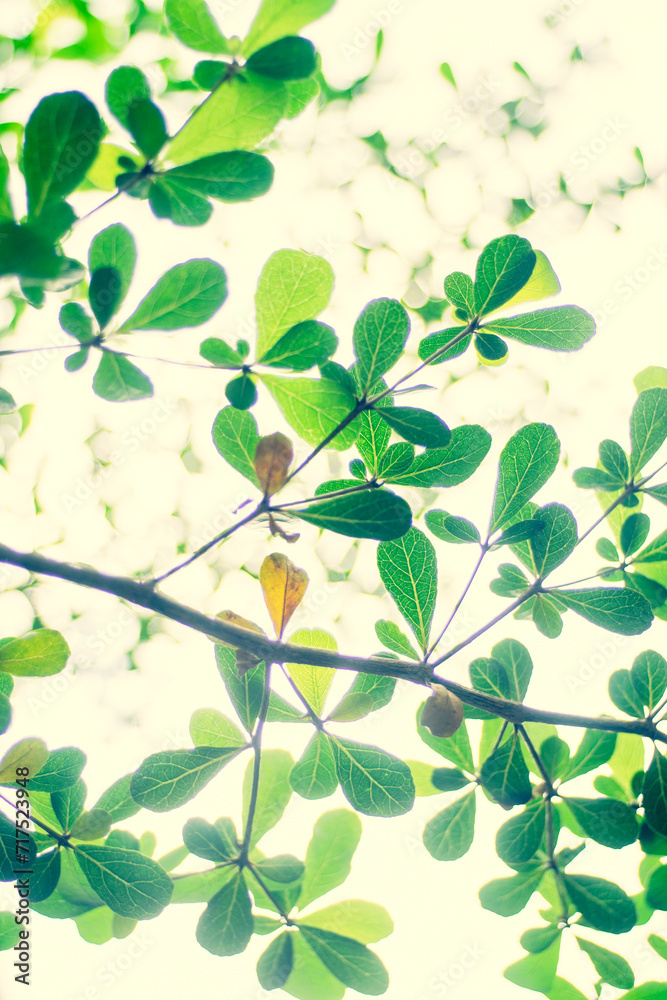  Flowers and leaves against the sun will be more beautiful, all magical from the rays of sunlight spreading across the forest