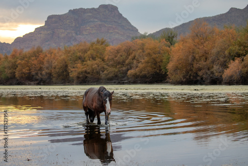 Dark black brown wild horse stallion walking in Salt River near Mesa Arizona United States