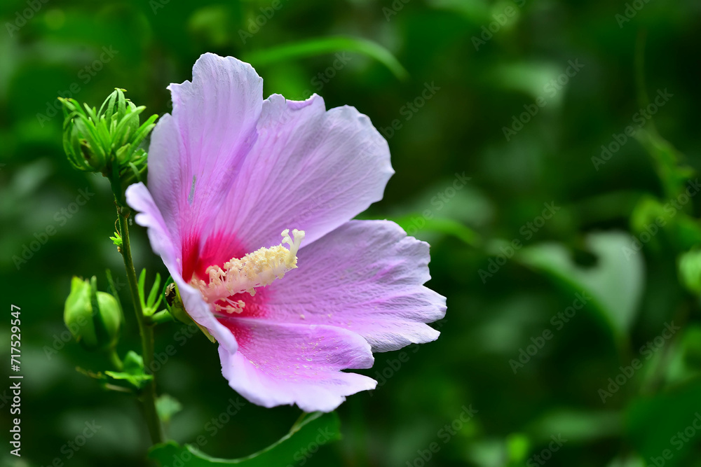 Fototapeta premium pink lotus flower