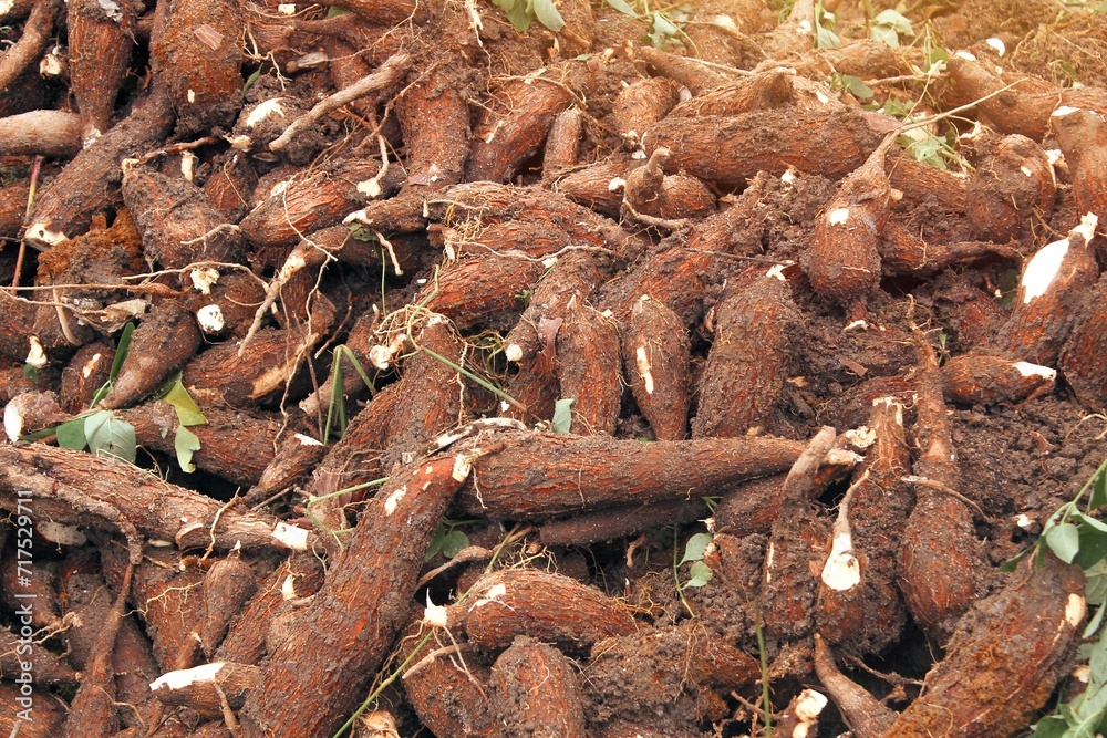 High angle of stacked cassava during harvest on farmland on sunny day