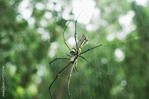 Spiders are soft-bodied, sometimes harmful and sometimes poisonous insects. They also eat meat, set traps to catch prey, and eat a lot of mosquitoes or small insects. © Rain