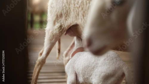 Newborn lamb drinks mother's milk, sheep feeds her baby on the farm photo