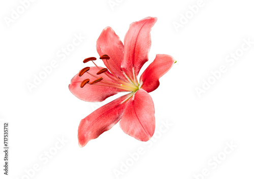 Isolated orange Lily flower on white background with clipping path