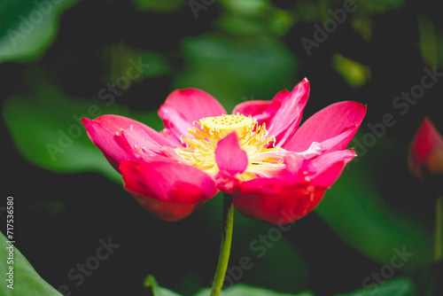 The lotus blooms in the morning in the swamp. Beautiful water plants floating in the water like Lotus in soft natural light. Lotus flowers in the evening.Close-up of water lily blooming outdoors