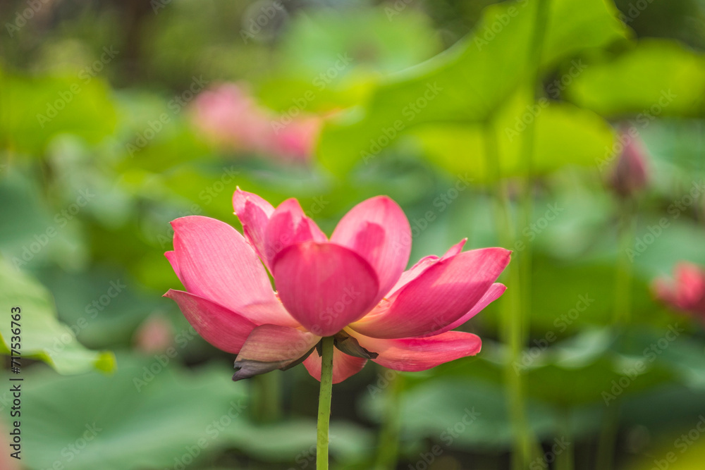 The lotus blooms in the morning in the swamp. Beautiful water plants floating in the water like Lotus in soft natural light. Lotus flowers in the evening.Close-up of water lily blooming outdoors