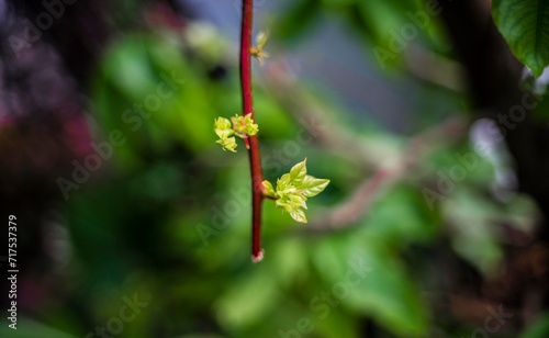 Belamcanda chinensis are yellow and Belamcanda chinensis orange with brown spots around them. Each flower Belamcanda chinensis will have 6 petals with 3 petals alternating quite symmetrically. photo