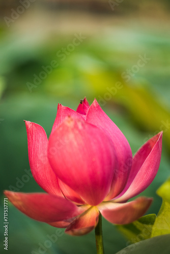 The lotus blooms in the morning in the swamp. Beautiful water plants floating in the water like Lotus in soft natural light. Lotus flowers in the evening.Close-up of water lily blooming outdoors. 