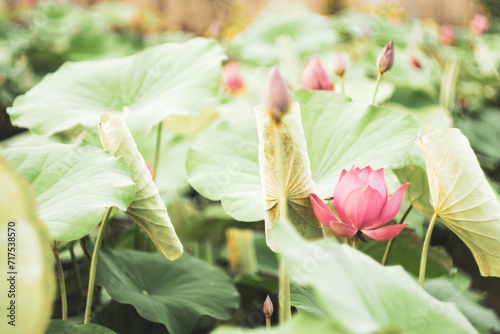 Fototapeta Naklejka Na Ścianę i Meble -  The lotus blooms in the morning in the swamp. Beautiful water plants floating in the water like Lotus in soft natural light. Lotus flowers in the evening.Close-up of water lily blooming outdoors. 