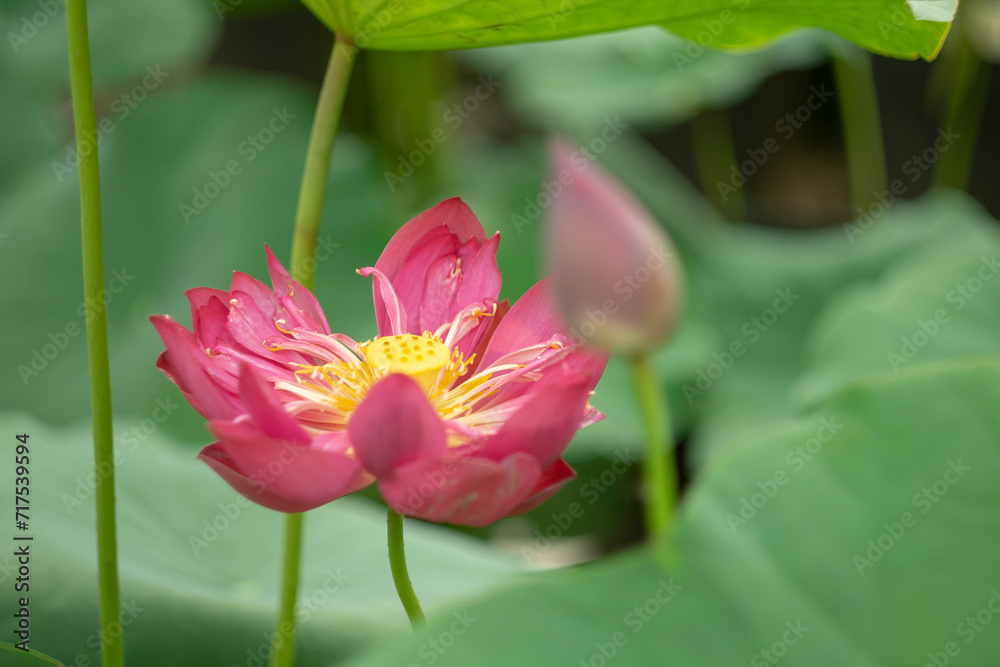 The lotus is a sacred symbol of Buddhist countries, the spirit of love of nature, eternal love. The lotus blooms in the morning in the swamp. Beautiful water plants floating in the water like Lotus in The lotus is a sacred symbol of Buddhist countries, the spirit of love of nature, eternal love. The lotus blooms in the morning in the swamp. Beautiful water plants floating in the water like Lotus in