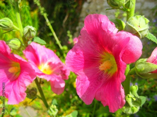 Close up of pink hollyhock flower blooming in summer