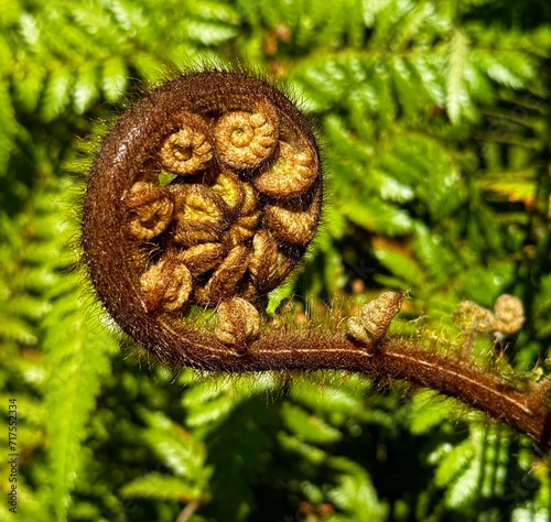 A New Zealand Silver fern frond 