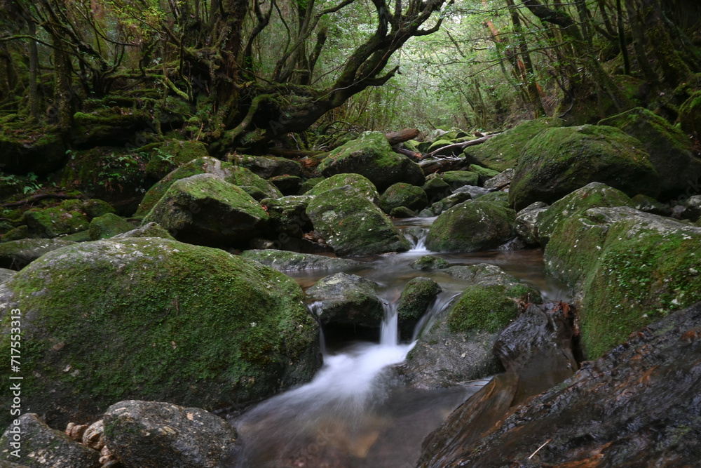 Yakushima scenery japan, princess Mononoke Yakushima scenery japan, princess Mononoke