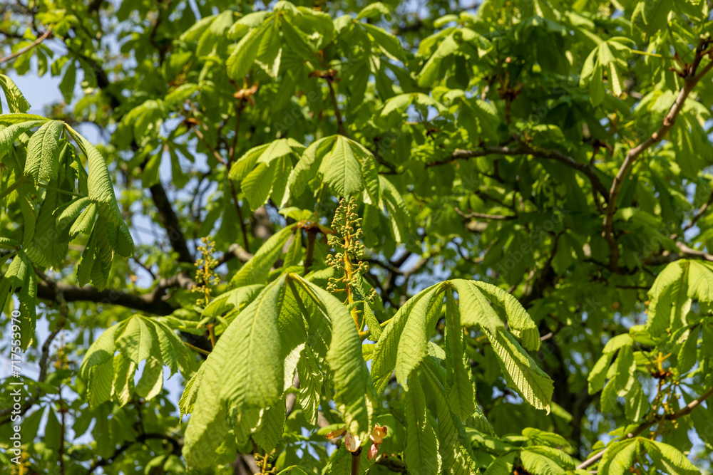 a flowering chestnut tree in the spring season, a spring park a flowering chestnut tree in the spring season, a spring park