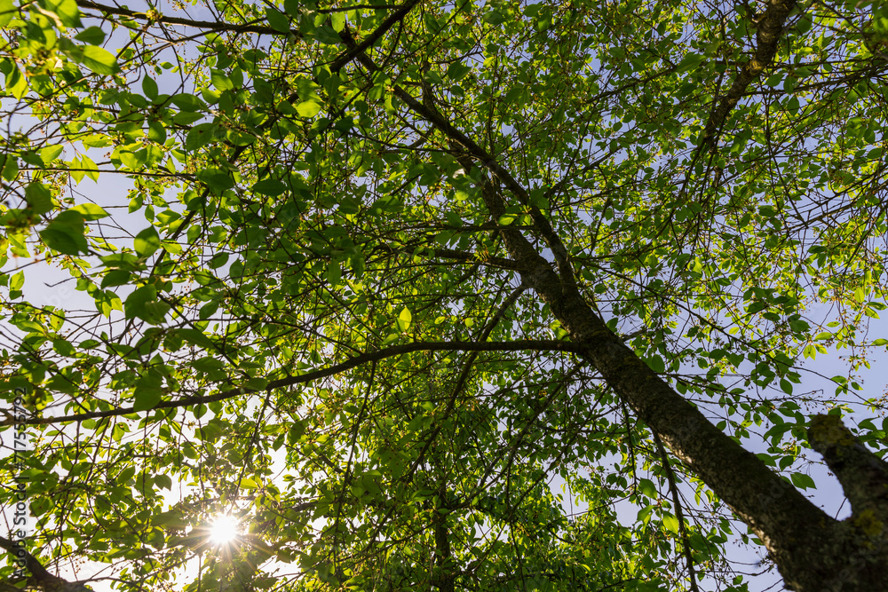 green cherry foliage in close-up against a blue sky